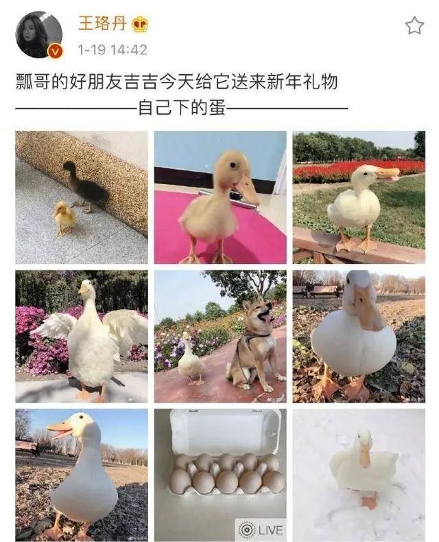 最新鴨子網(wǎng)使用指南，任務(wù)完成與技能提升攻略