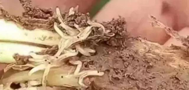 韭菜蛆蟲特效藥，讓害蟲不再可怕，愛的力量展現(xiàn)神奇效果