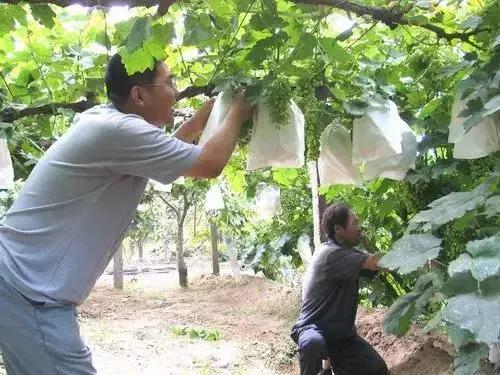 最新蘋果紙袋套袋器及其使用指南