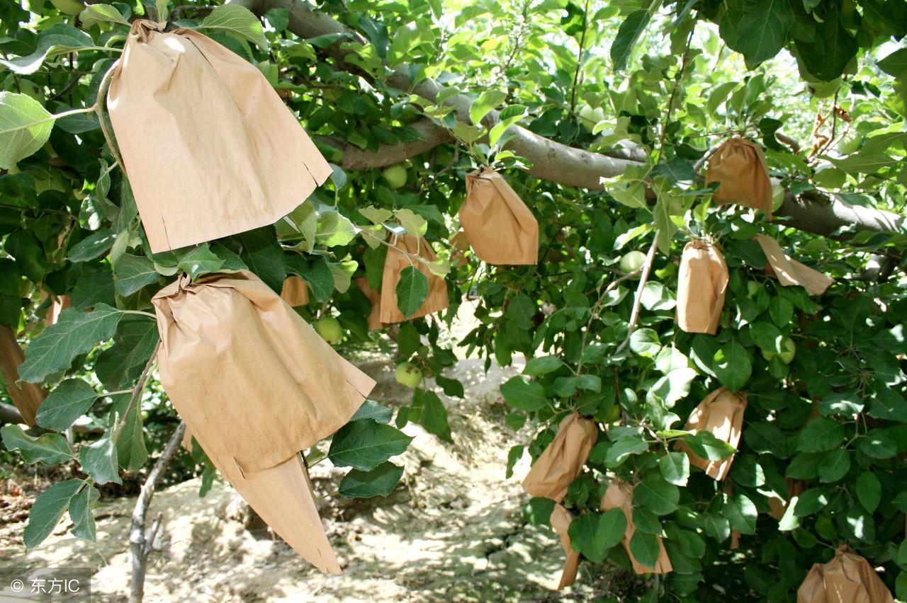 最新蘋果紙袋套袋器及其使用指南